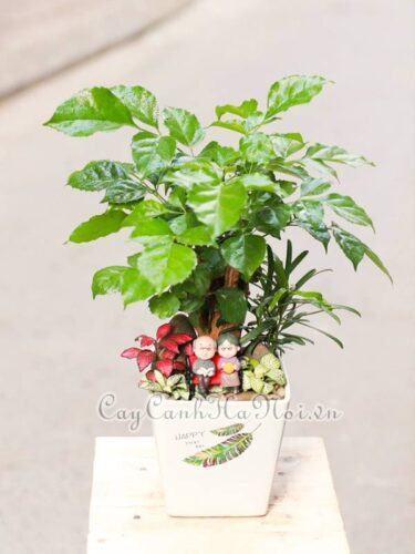 Cây Hạnh phúc là cây gì, công dụng và ý nghĩa cây Hạnh phúc 8 Cây hạnh phúc dáng đẹp