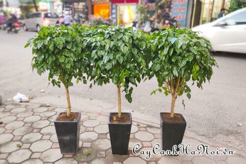 Cây hạnh phúc là gì? Chiêm ngưỡng hình ảnh cây hạnh phúc để bàn 42 Cây hạnh phúc đẹp trồng nội thất