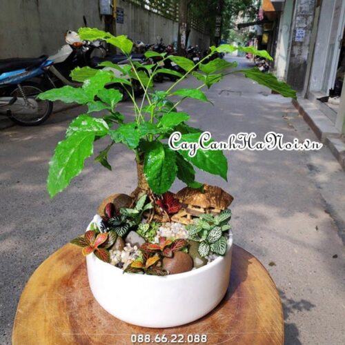 Cách trồng và chăm sóc cây Hạnh phúc 17 Cây hanh phúc trồng rất tốt trong nhà
