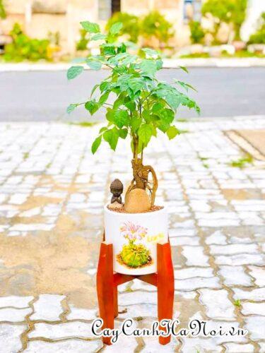 Cách trồng và chăm sóc cây Hạnh phúc 12 Cây hạnh phúc trưng nội thất đẹp