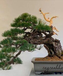 Đất nung Akadama ứng dụng trồng cây bonsai