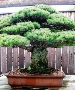 Đất sét nung thích hợp trồng cây bonsai tiền tỷ