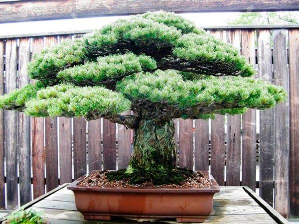 Đất sét nung thích hợp trồng cây bonsai tiền tỷ