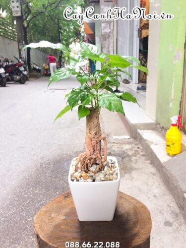 Cách trồng và chăm sóc cây Hạnh phúc 19 Nhiệt độ phù hợp với cây hạnh phúc