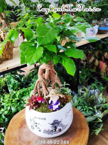 Cách trồng và chăm sóc cây Hạnh phúc 18 Nhu cầu phân bón của cây hanh phúc