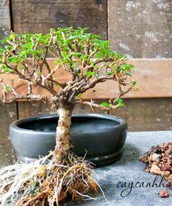 Sử dụng viên đất nung trồng cây bonsai