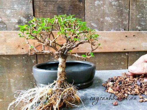 Sử dụng viên đất nung trồng cây bonsai