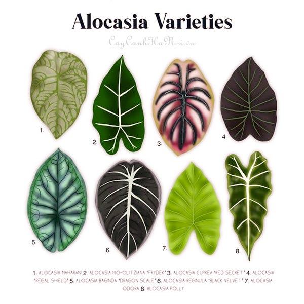Varieties of Alocasia