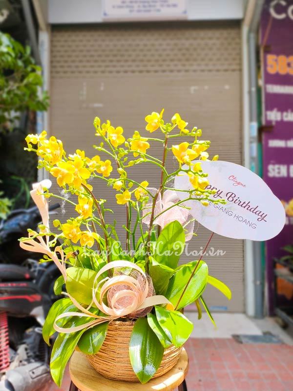 Bán hoa lan hô điệp đẹp giá rẻ tại Hà Nội