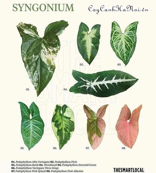 Các kiểu lá cây Syngonium