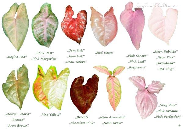 Các kiểu lá của cây varieties of syngonium