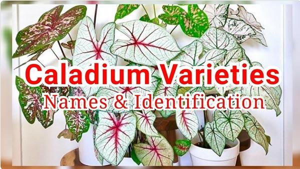 Các loại cây Caladium tên gọi và cách nhận biết