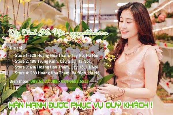 Cây Cảnh Hà Nội phân phối hoa lan hồ điệp đẹp giá rẻ