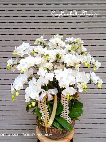 Cây hoa lan hồ điệp trắng đẹp giá rẻ