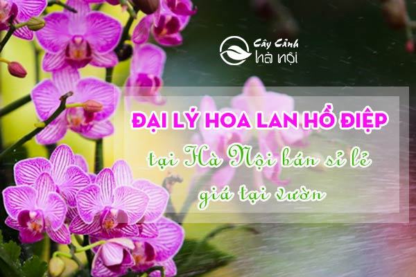 Đại lý hoa lan hồ điệp tại Hà Nội