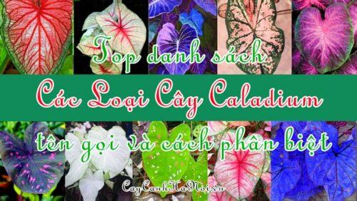Danh sách các loại cây Caladium tên gọi và cách phân biệt