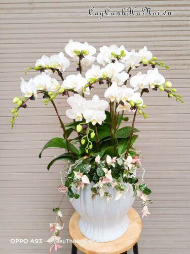 Hoa lan hồ điệp trắng đẹp
