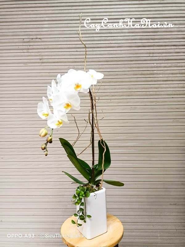 Hoa lan hồ điệp trắng trang trí nội thất