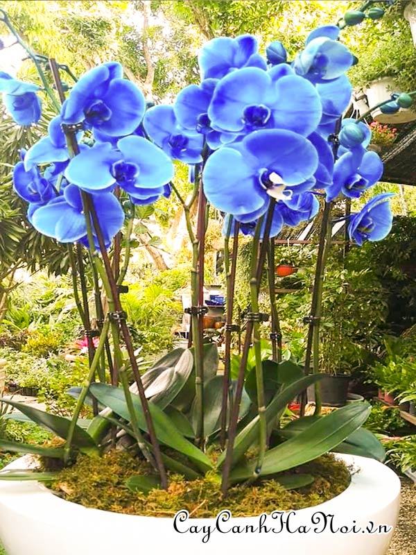 Hoa lan hồ điệp xanh dương