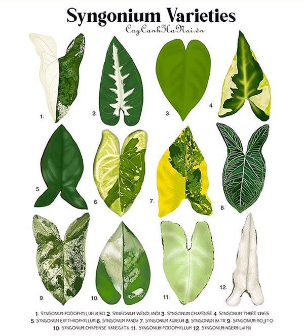Lá các loại cây Syngonium