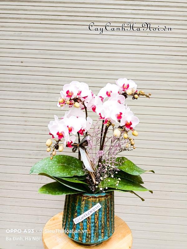 Nơi bán hoa lan hồ điệp tặng khai trương tại Hà Nội