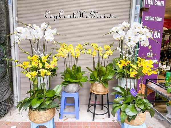 Nơi cung cấp hoa lan hồ điệp giá rẻ tại Hà Nội