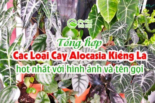 Tổng hợp các loại cây Alocasia kiểng lá hot nhất