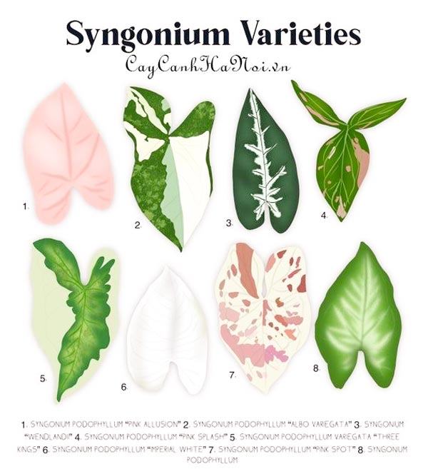 Varieties of syngonium