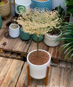 Cách trồng cây bàng đài loan cẩm thạch trong chậu