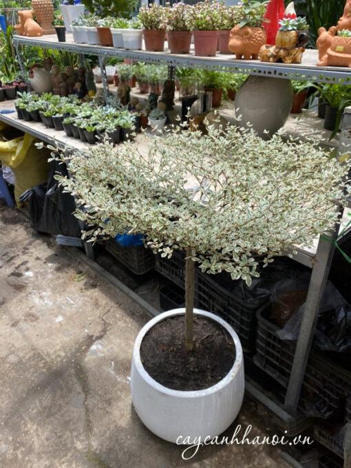 Cách trồng và chăm sóc cây bàng cẩm thạch