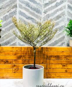 Chậu cây bàng cẩm thạch lá kim trồng trang trí nội thất