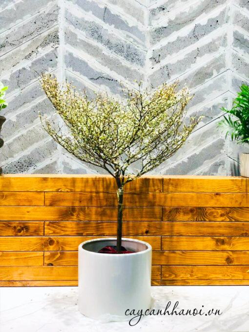 Chậu cây bàng cẩm thạch lá kim trồng trang trí nội thất