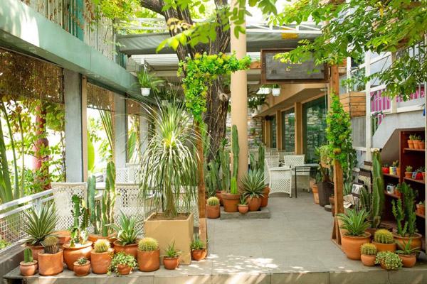 Thiết kế trang trí cây cảnh trồng chậu đất nung cho quán coffe