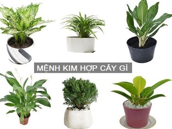 Mệnh Kim Tuổi Quý Dậu 1993 Hợp Cây Gì? Khám Phá Bí Mật Phong Thủy Cho Tài Lộc Và Hạnh Phúc