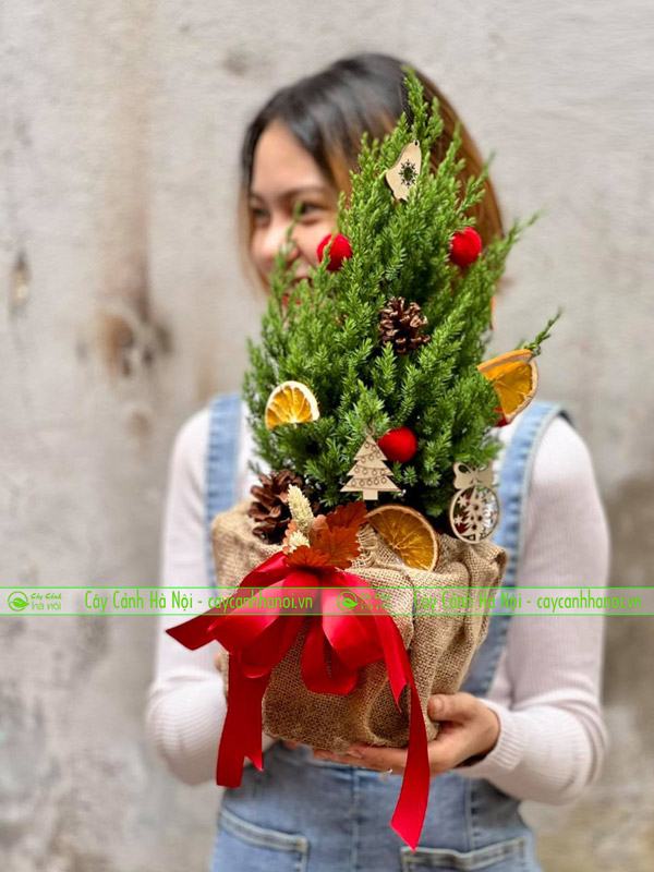 Cây thông noel đại diện cho mùa giáng sinh