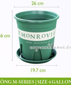 Chậu nhựa Monrovia dòng M-series size 4gl (gallon)
