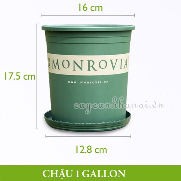 Chậu nhựa Monrovia - O-series - 1 gallon