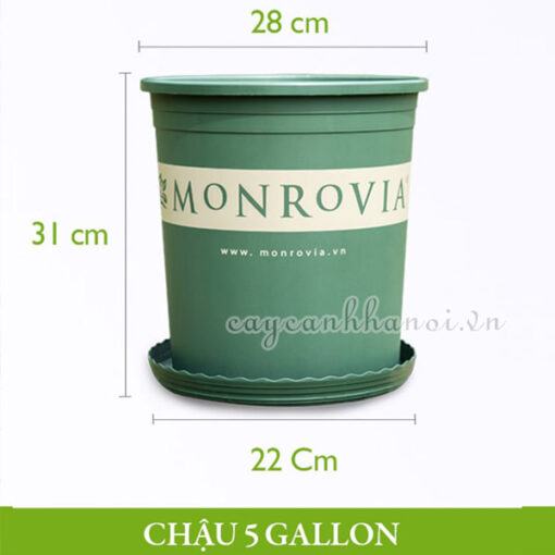 Chậu nhựa Monrovia - O-series - 5 gallon