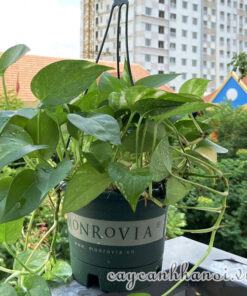 Cây trầu bà trồng chậu Monrovia T -Series