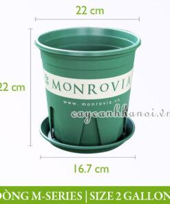 Chậu nhựa Monrovia dòng M-series size 2gl (gallon)