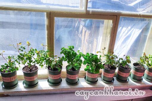 Chậu nhựa Monrovia trồng hoa cây cảnh đặt cửa sổ