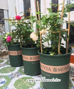 Chậu nhựa trồng cây hoa hồng Monrovia