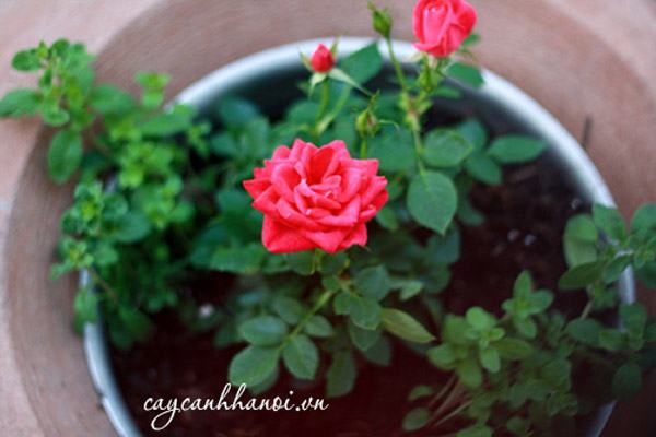 Đất hữu cơ trồng cây hoa hồng Vietgarden