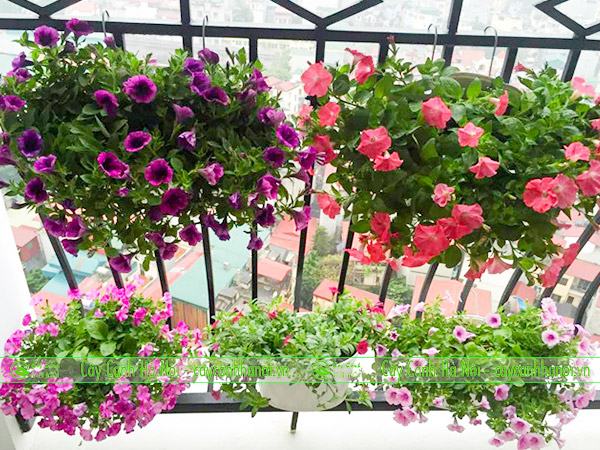 Hoa dạ yến thảo trồng ban công nhà phố