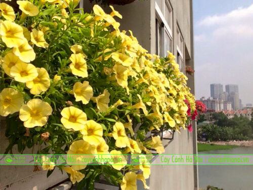 Hoa dạ yến thảo vàng trồng chậu treo ban công