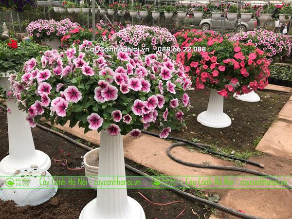 Nơi bán hoa dạ yến thảo giá rẻ tại Hà Nội