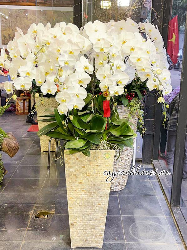 Nơi bán hoa lan hồ điệp chậu khảm trai đẹp tại Hà Nội