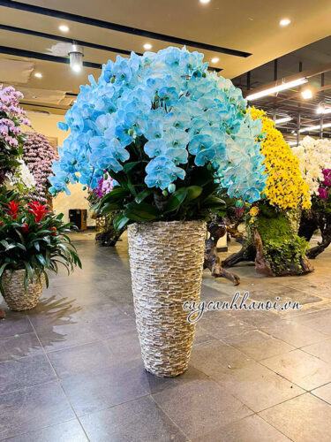 Địa điểm bán hoa lan hồ điệp ghép chậu khảm trai cao cấp tại Hà Nội