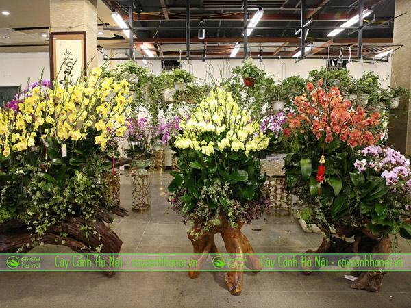 Nơi bán hoa lan hồ điệp ghép gỗ lũa đẹp tại Hà Nội