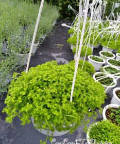 Cây rêu san hô trồng chậu treo đẹp